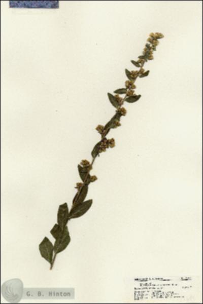 URN_catalog_HBHinton_herbarium_21645.jpg.jpg