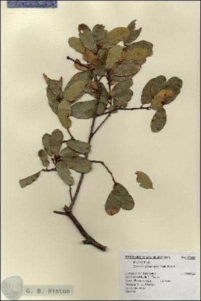 URN_catalog_HBHinton_herbarium_17666.jpg.jpg