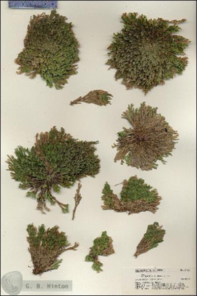 URN_catalog_HBHinton_herbarium_21138.jpg.jpg
