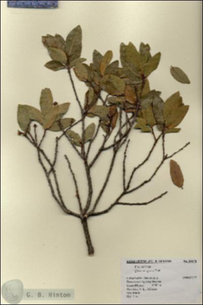 URN_catalog_HBHinton_herbarium_20178.jpg.jpg