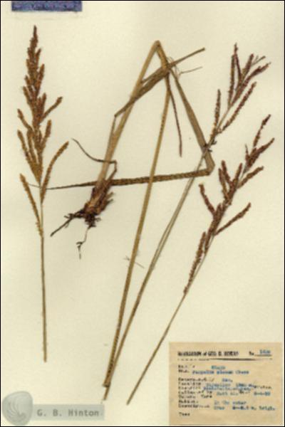 URN_catalog_HBHinton_herbarium_1608.jpg.jpg