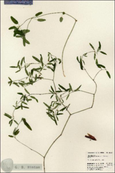 URN_catalog_HBHinton_herbarium_23682.jpg.jpg