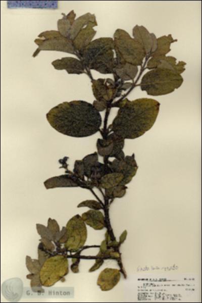 URN_catalog_HBHinton_herbarium_22426.jpg.jpg