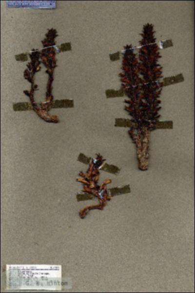 URN_catalog_HBHinton_herbarium_19494.jpg.jpg