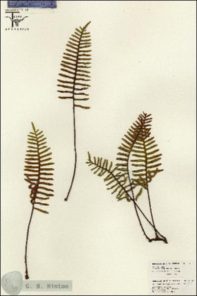 URN_catalog_HBHinton_herbarium_26100.jpg.jpg