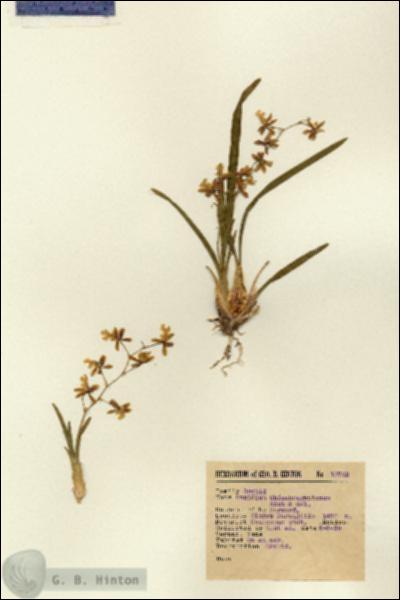 URN_catalog_HBHinton_herbarium_13743.jpg.jpg