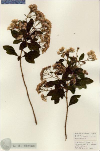 URN_catalog_HBHinton_herbarium_25110.jpg.jpg