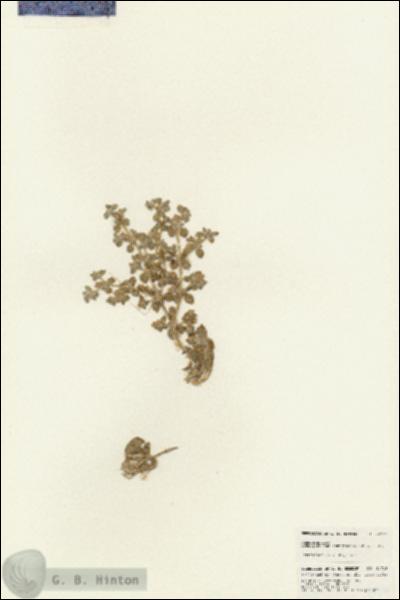URN_catalog_HBHinton_herbarium_24726.jpg.jpg