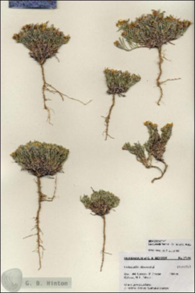 URN_catalog_HBHinton_herbarium_27196.jpg.jpg