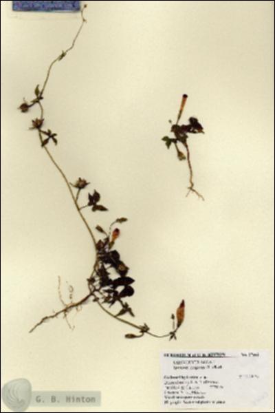 URN_catalog_HBHinton_herbarium_27663.jpg.jpg