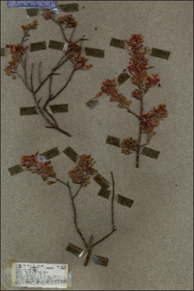 URN_catalog_HBHinton_herbarium_18694.jpg.jpg