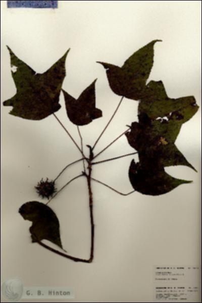 URN_catalog_HBHinton_herbarium_24835.jpg.jpg