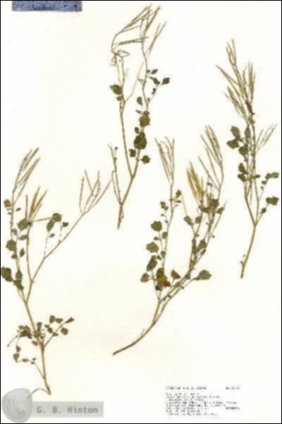 URN_catalog_HBHinton_herbarium_18140.jpg.jpg