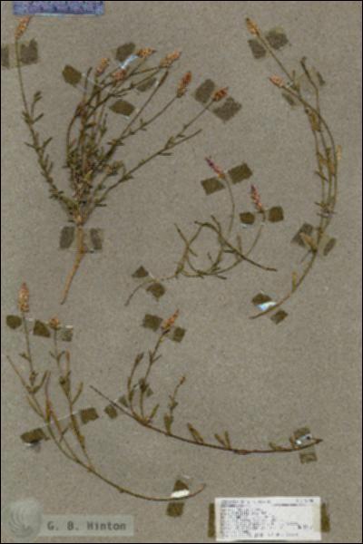 URN_catalog_HBHinton_herbarium_19090.jpg.jpg