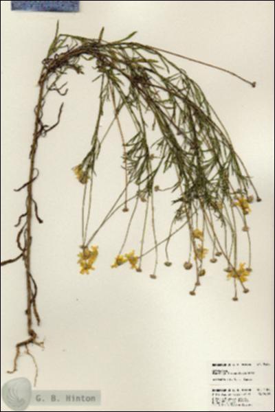 URN_catalog_HBHinton_herbarium_24335.jpg.jpg