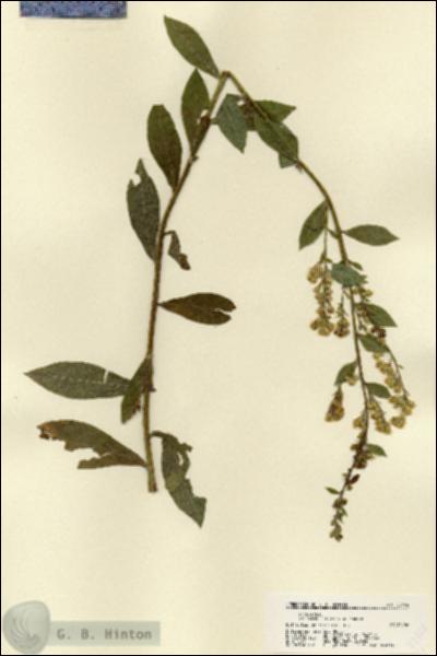 URN_catalog_HBHinton_herbarium_22444.jpg.jpg