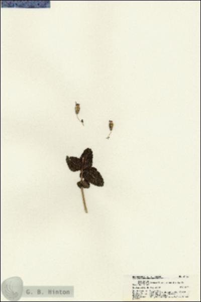 URN_catalog_HBHinton_herbarium_21728.jpg.jpg