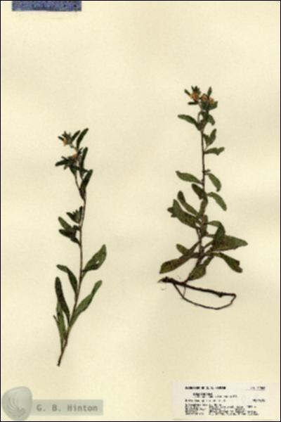 URN_catalog_HBHinton_herbarium_21868.jpg.jpg