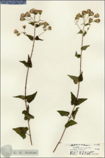 URN_catalog_HBHinton_herbarium_21683.jpg.jpg