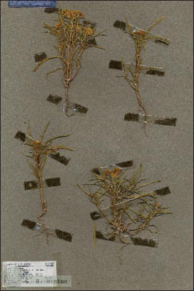 URN_catalog_HBHinton_herbarium_19442.jpg.jpg