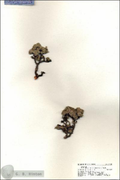URN_catalog_HBHinton_herbarium_20459.jpg.jpg
