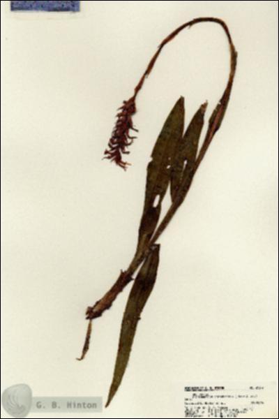 URN_catalog_HBHinton_herbarium_21377.jpg.jpg