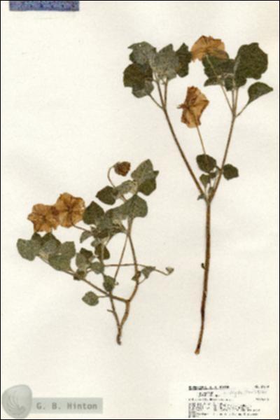URN_catalog_HBHinton_herbarium_21019.jpg.jpg