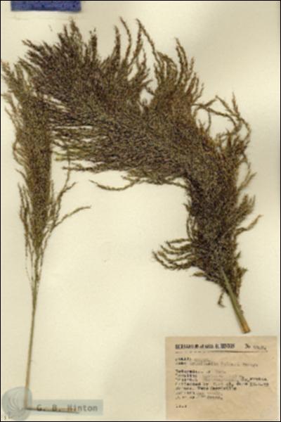 URN_catalog_HBHinton_herbarium_5303.jpg.jpg