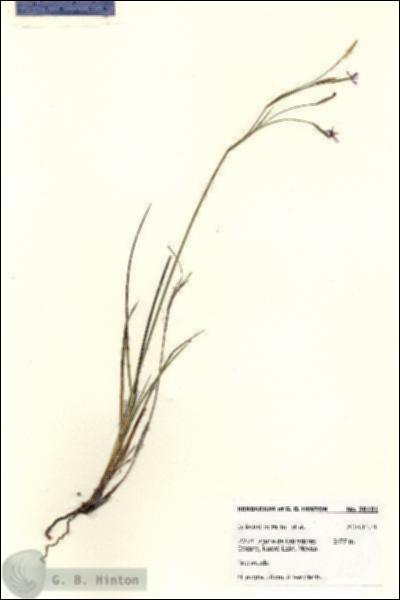 URN_catalog_HBHinton_herbarium_28101.jpg.jpg