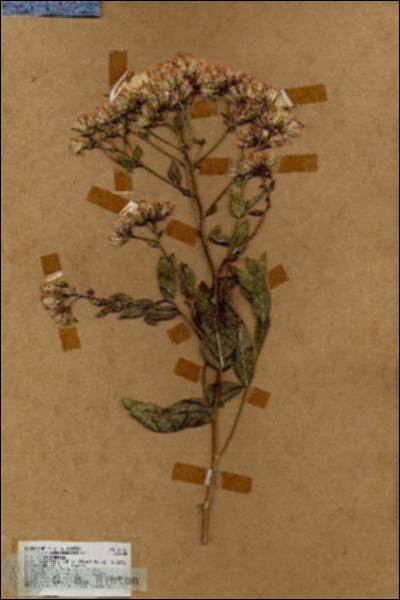 URN_catalog_HBHinton_herbarium_18551.jpg.jpg