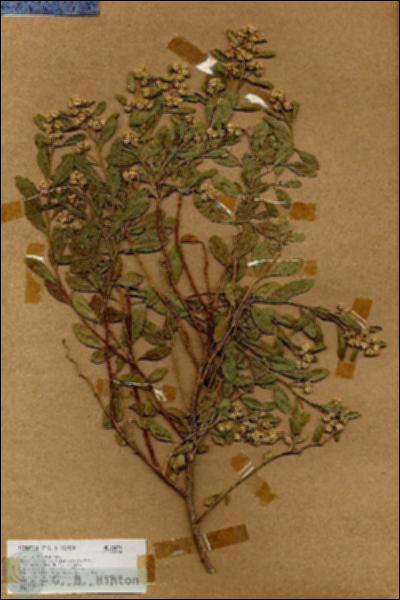 URN_catalog_HBHinton_herbarium_18035.jpg.jpg