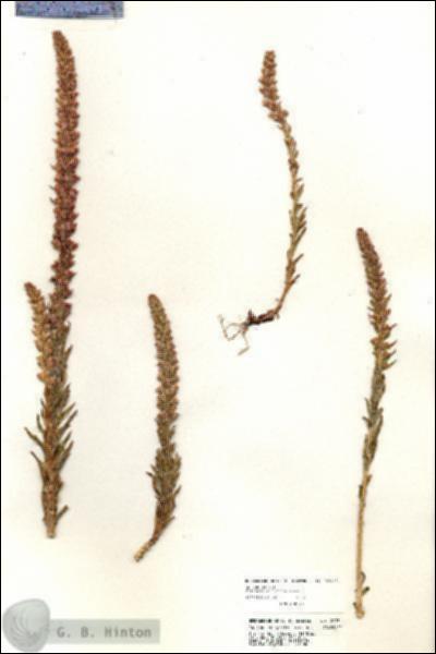 URN_catalog_HBHinton_herbarium_20731.jpg.jpg