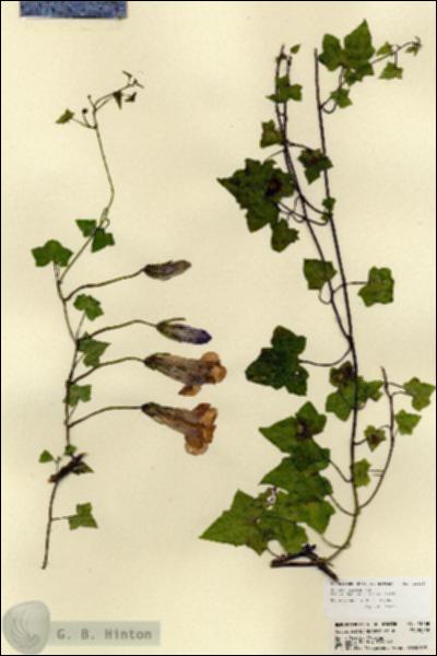 URN_catalog_HBHinton_herbarium_23468.jpg.jpg