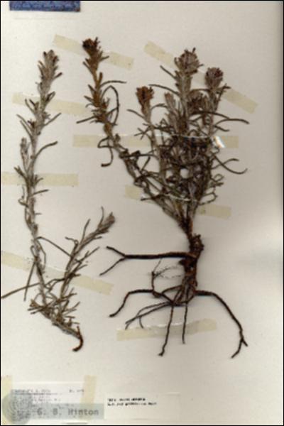 URN_catalog_HBHinton_herbarium_18149.jpg.jpg