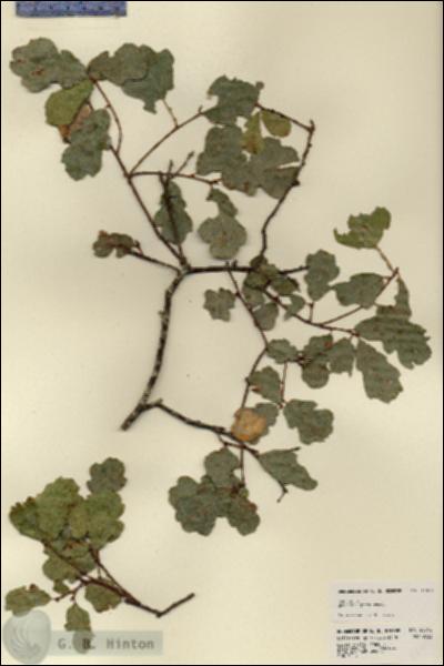 URN_catalog_HBHinton_herbarium_23512.jpg.jpg