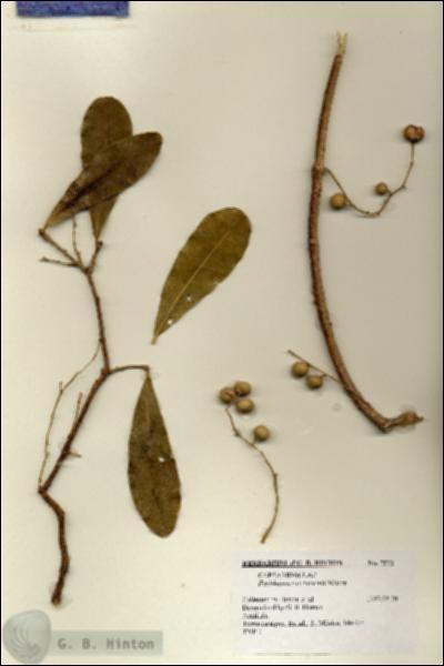URN_catalog_HBHinton_herbarium_7571.jpg.jpg