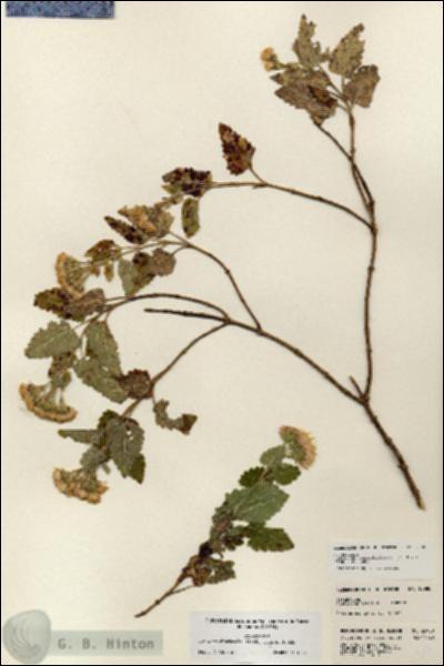 URN_catalog_HBHinton_herbarium_23980.jpg.jpg