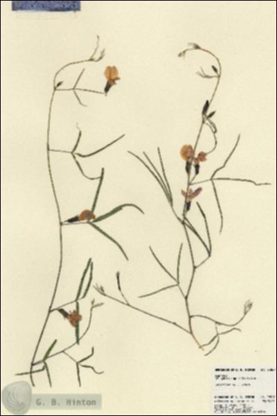 URN_catalog_HBHinton_herbarium_22847.jpg.jpg