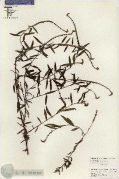 URN_catalog_HBHinton_herbarium_26479.jpg.jpg