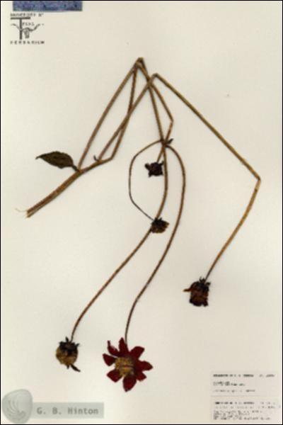 URN_catalog_HBHinton_herbarium_25558.jpg.jpg