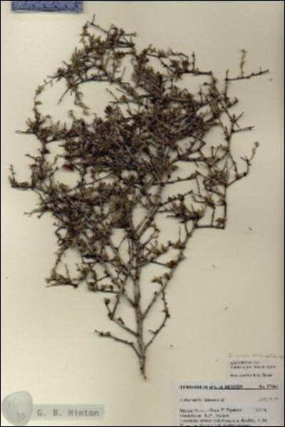 URN_catalog_HBHinton_herbarium_27104.jpg.jpg