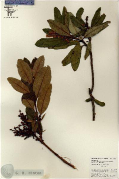 URN_catalog_HBHinton_herbarium_26263.jpg.jpg