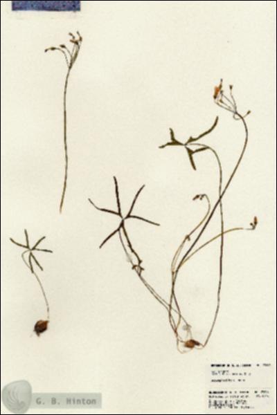 URN_catalog_HBHinton_herbarium_23646.jpg.jpg