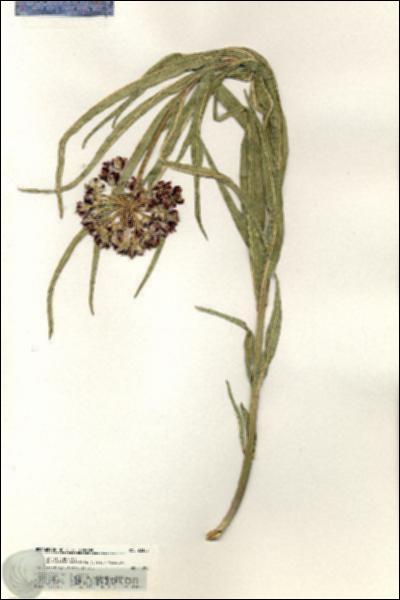 URN_catalog_HBHinton_herbarium_20300.jpg.jpg