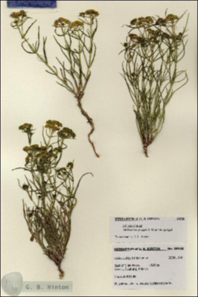 URN_catalog_HBHinton_herbarium_28528.jpg.jpg