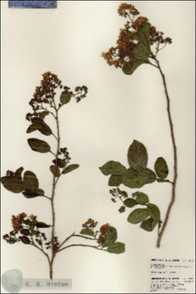 URN_catalog_HBHinton_herbarium_24056.jpg.jpg