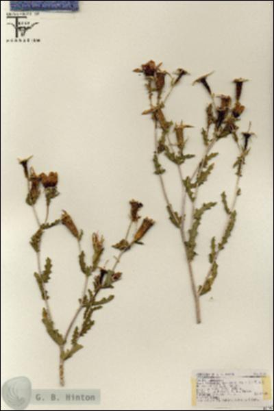 URN_catalog_HBHinton_herbarium_18301.jpg.jpg