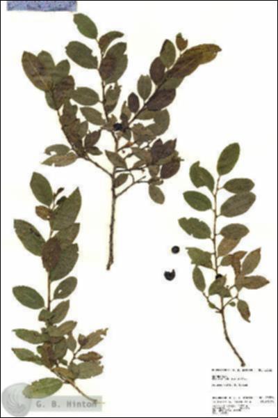 URN_catalog_HBHinton_herbarium_23226.jpg.jpg
