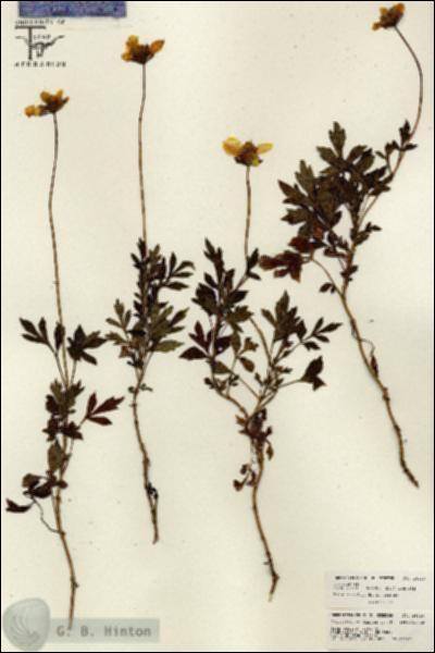 URN_catalog_HBHinton_herbarium_26010.jpg.jpg