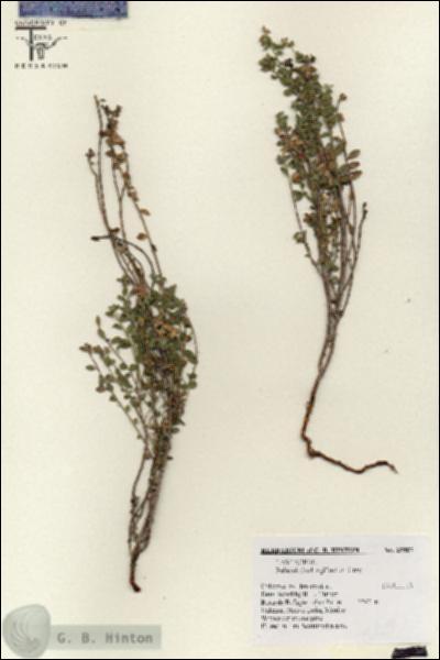 URN_catalog_HBHinton_herbarium_25807.jpg.jpg